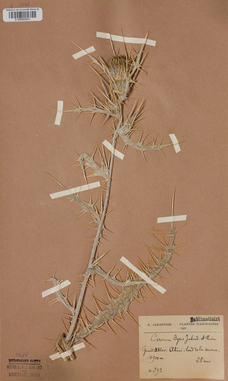 Cirsium dyris photo 6