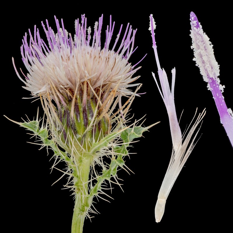 Eaton's Thistle