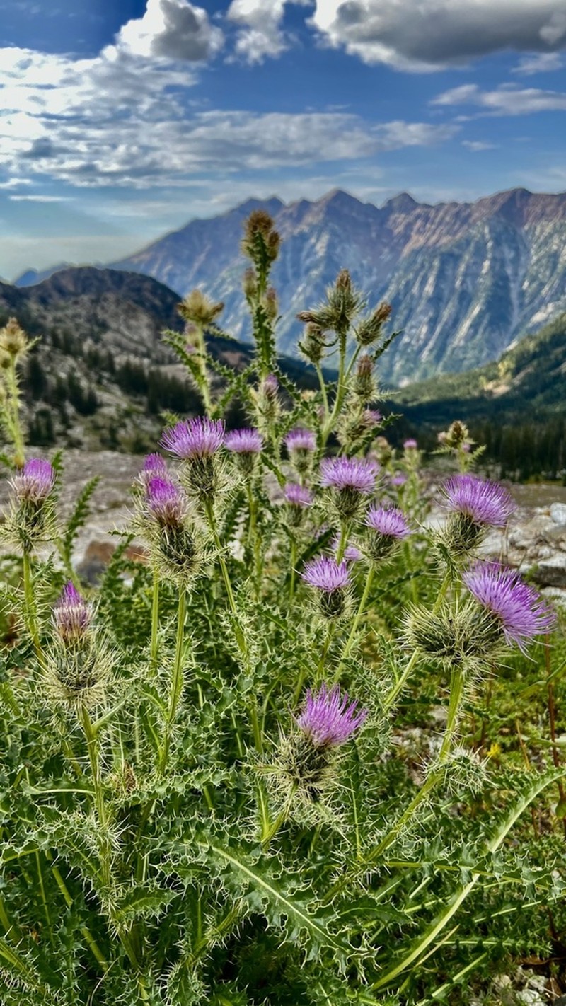 Eaton's Thistle photo 2