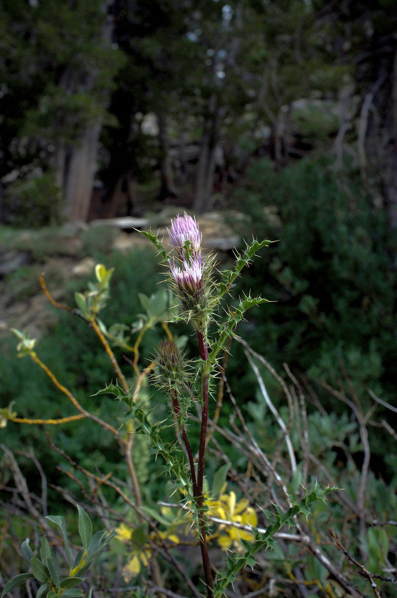 Eaton's Thistle photo 4