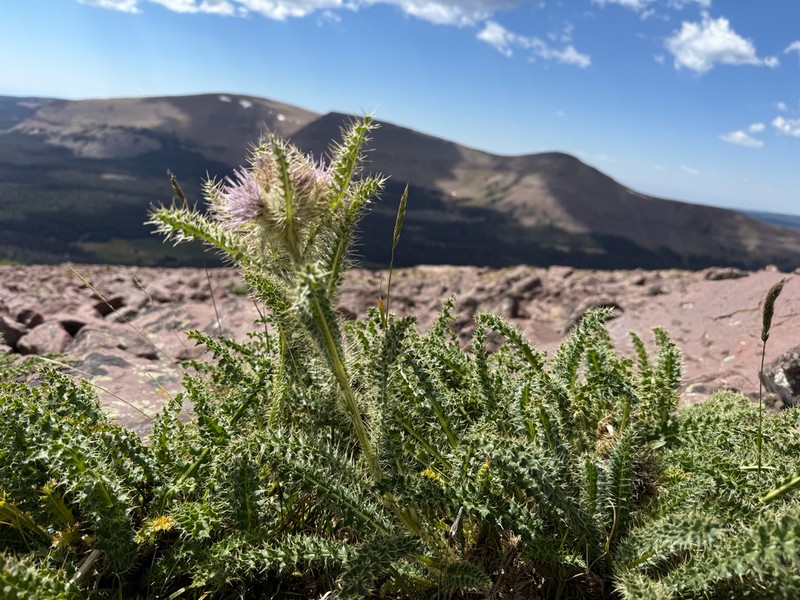 Eaton's Thistle photo 5