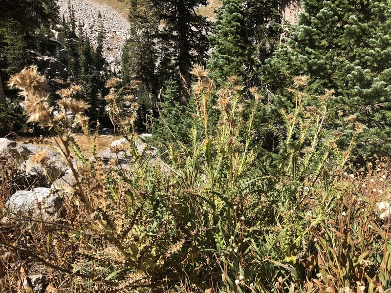 Eaton's Thistle photo 6
