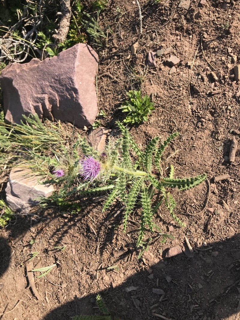 Eaton's Thistle photo 7