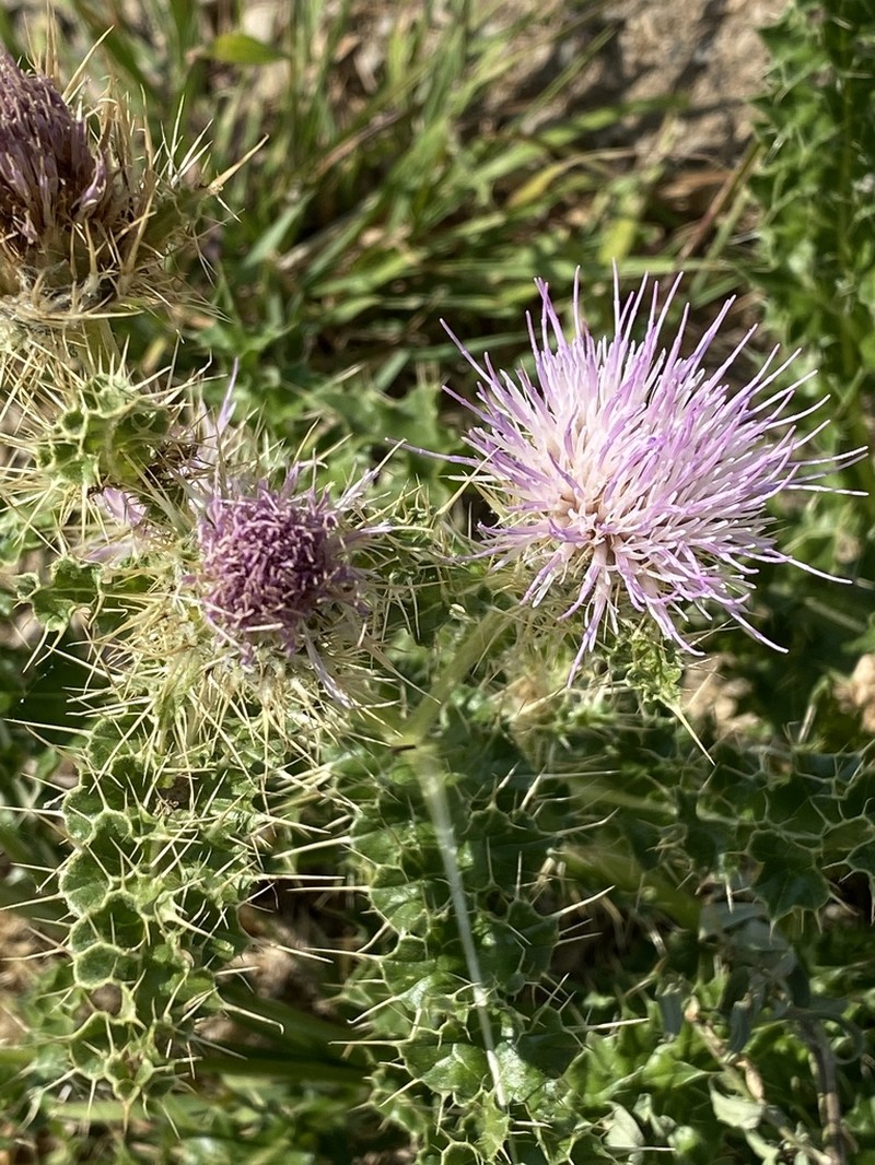 Eaton's Thistle photo 8