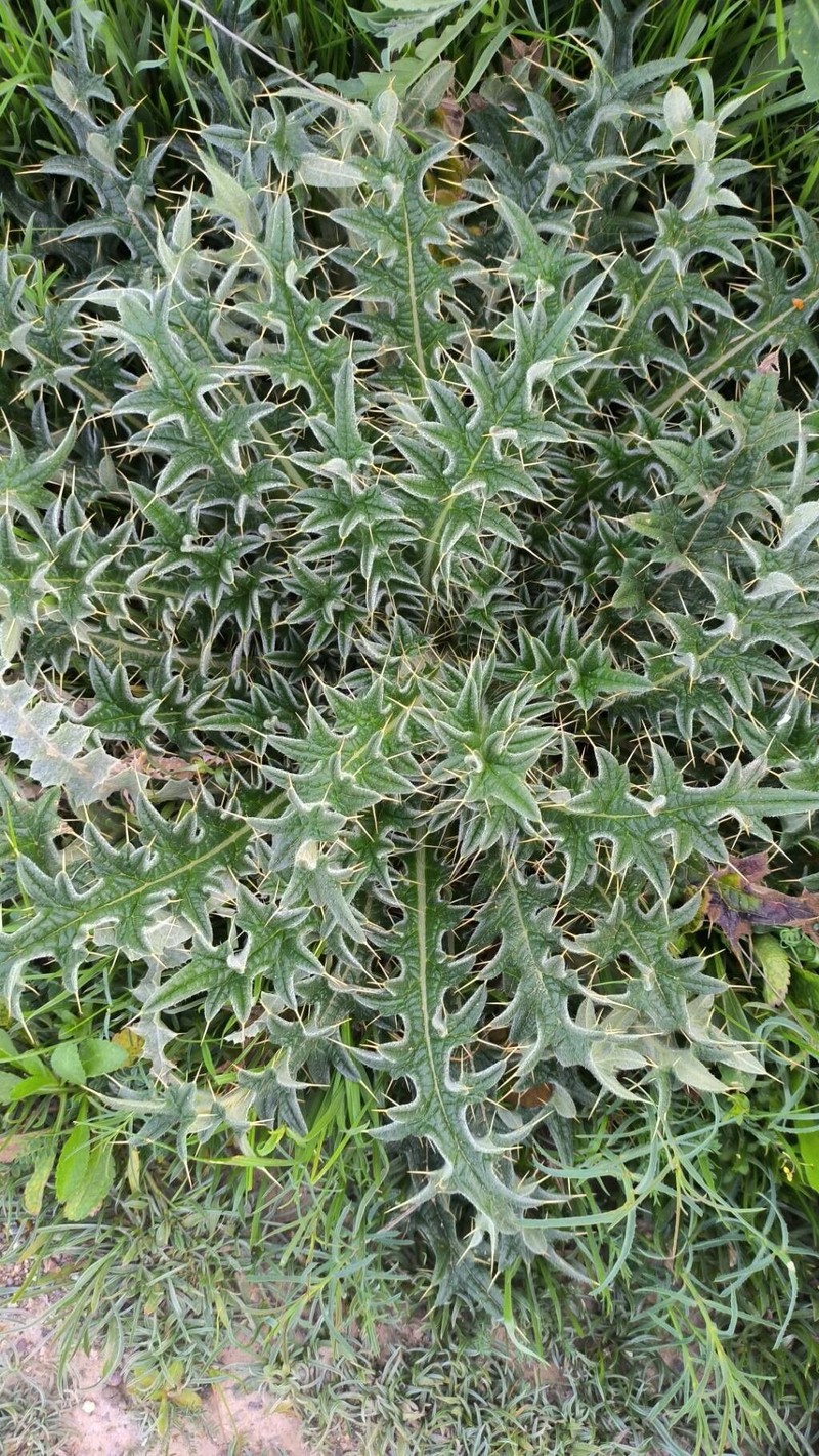 Cirsium echinatum photo 2