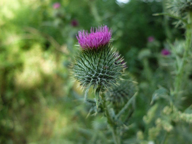 Cirsium echinatum
