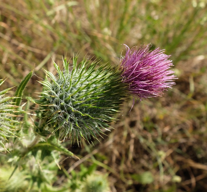 Cirsium echinatum photo 3
