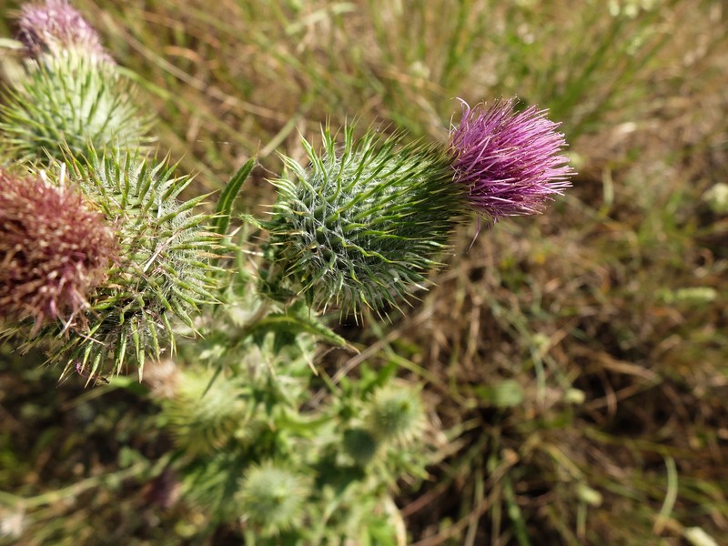 Cirsium echinatum photo 4