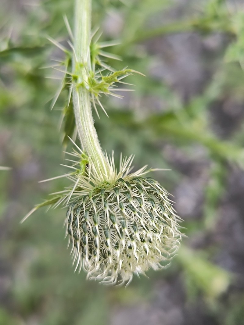 Cirsium echinus