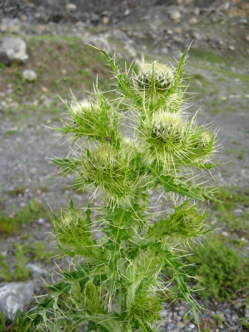 Cirsium echinus photo 2