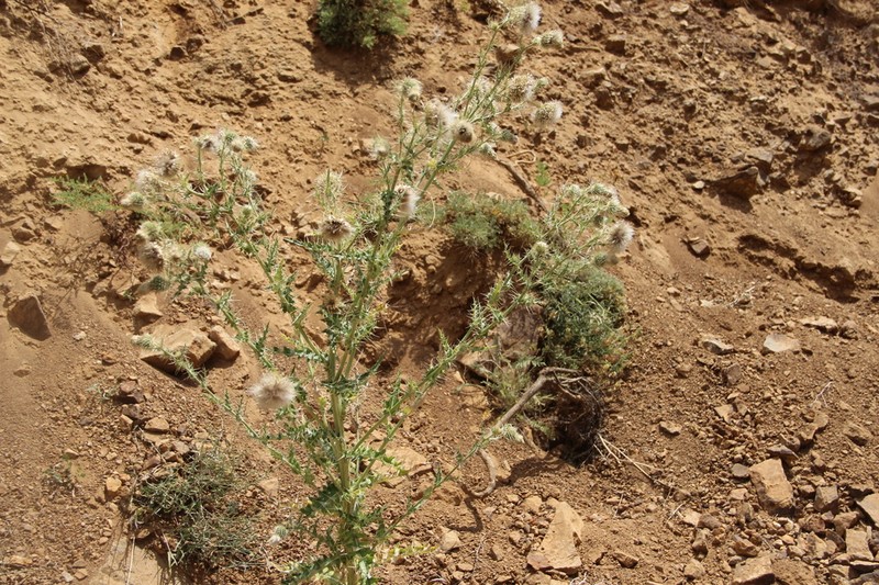 Cirsium echinus photo 3