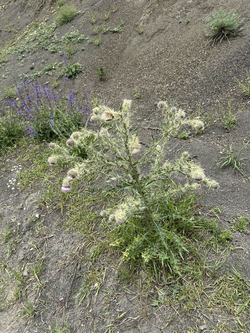 Cirsium echinus photo 4