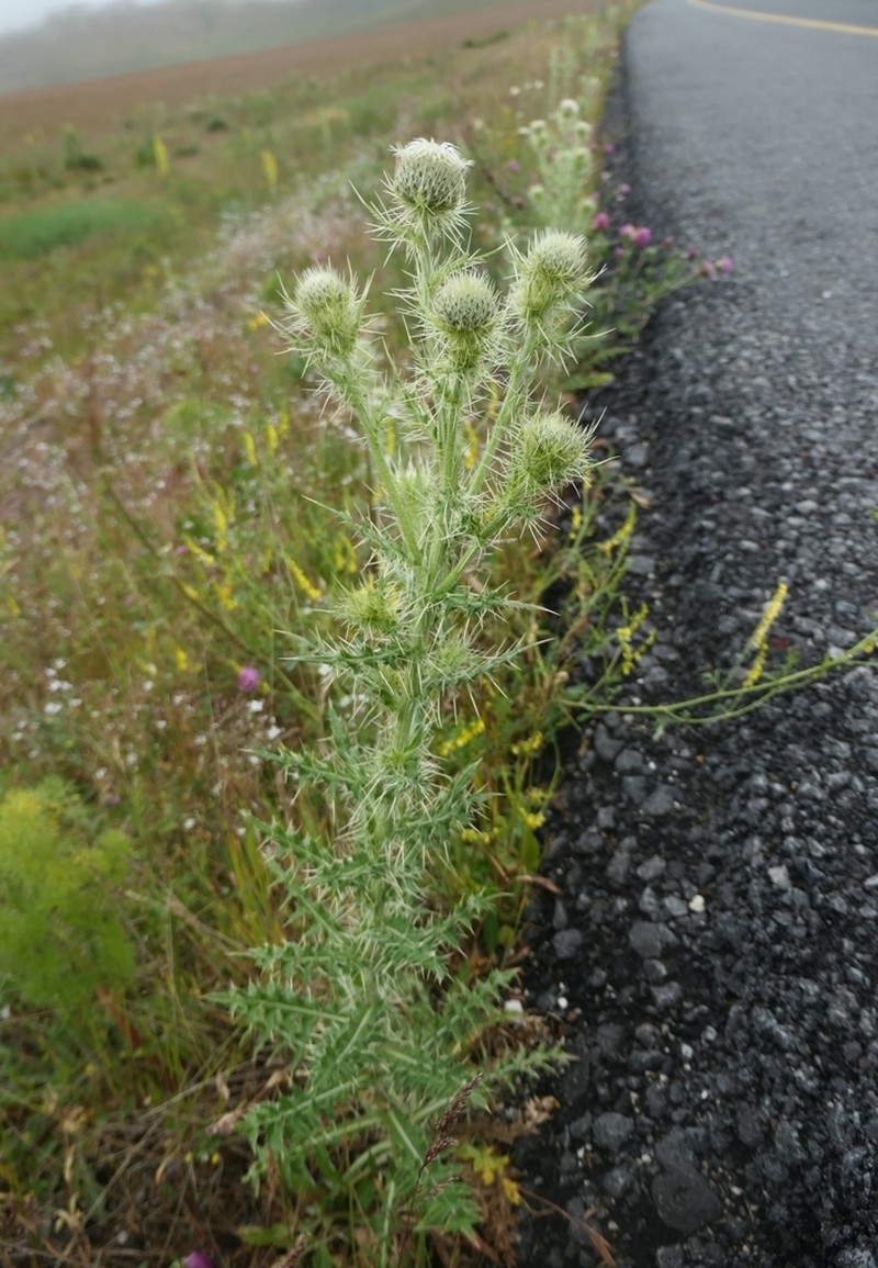 Cirsium echinus photo 5