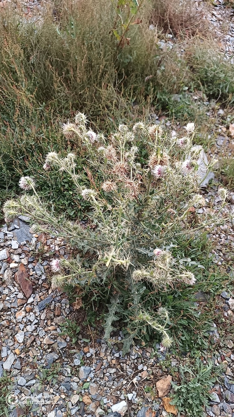 Cirsium echinus photo 6