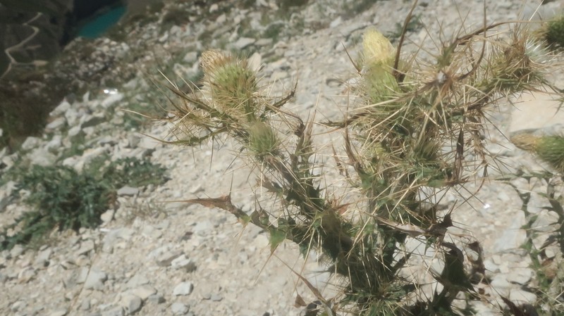 Cirsium echinus photo 7
