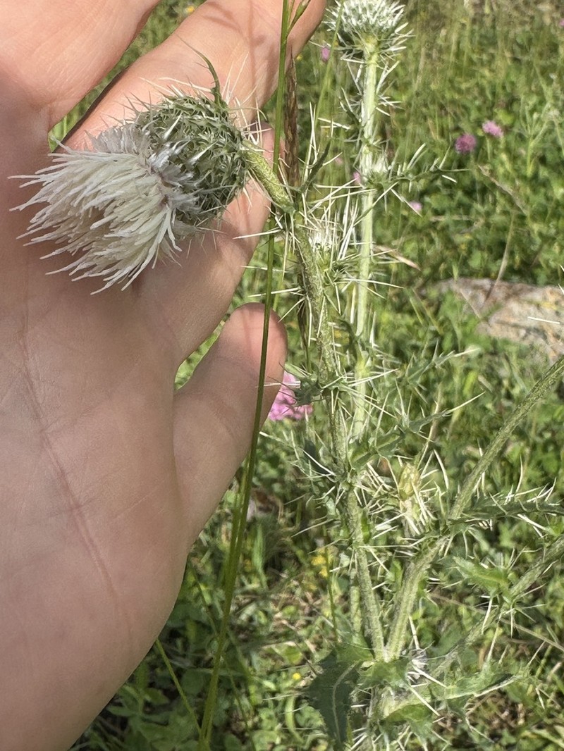 Cirsium echinus photo 8