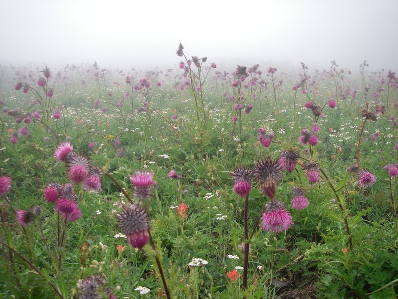 Edible Thistle