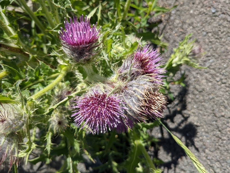 Edible Thistle photo 2