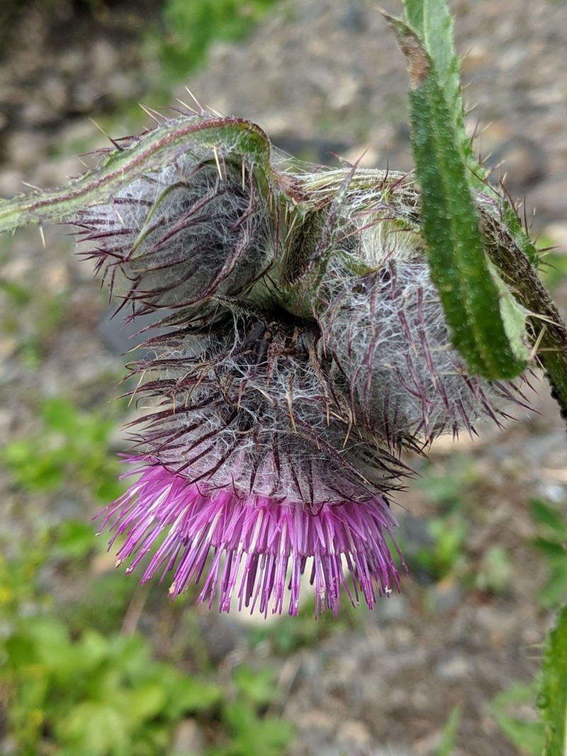 Edible Thistle photo 3