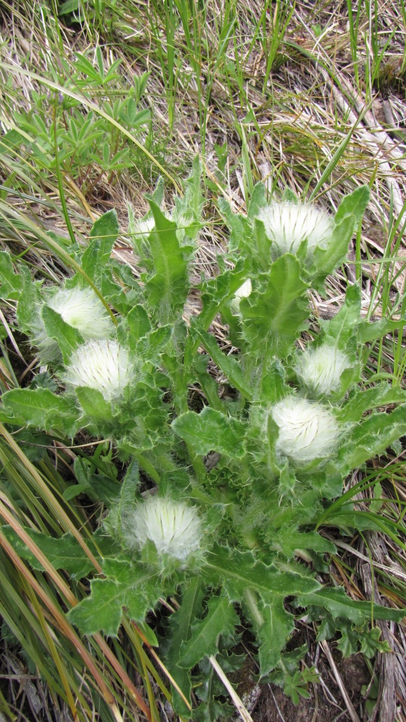 Edible Thistle photo 4