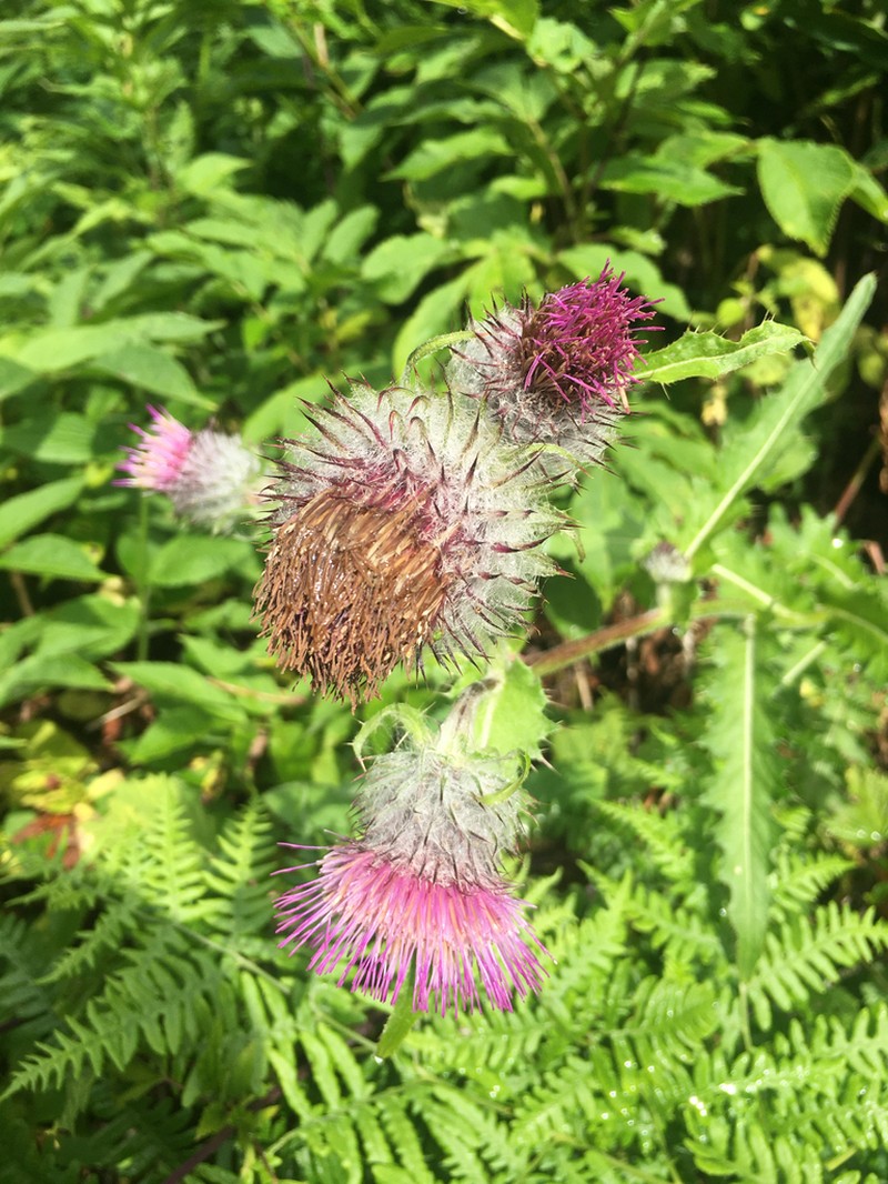 Edible Thistle photo 5