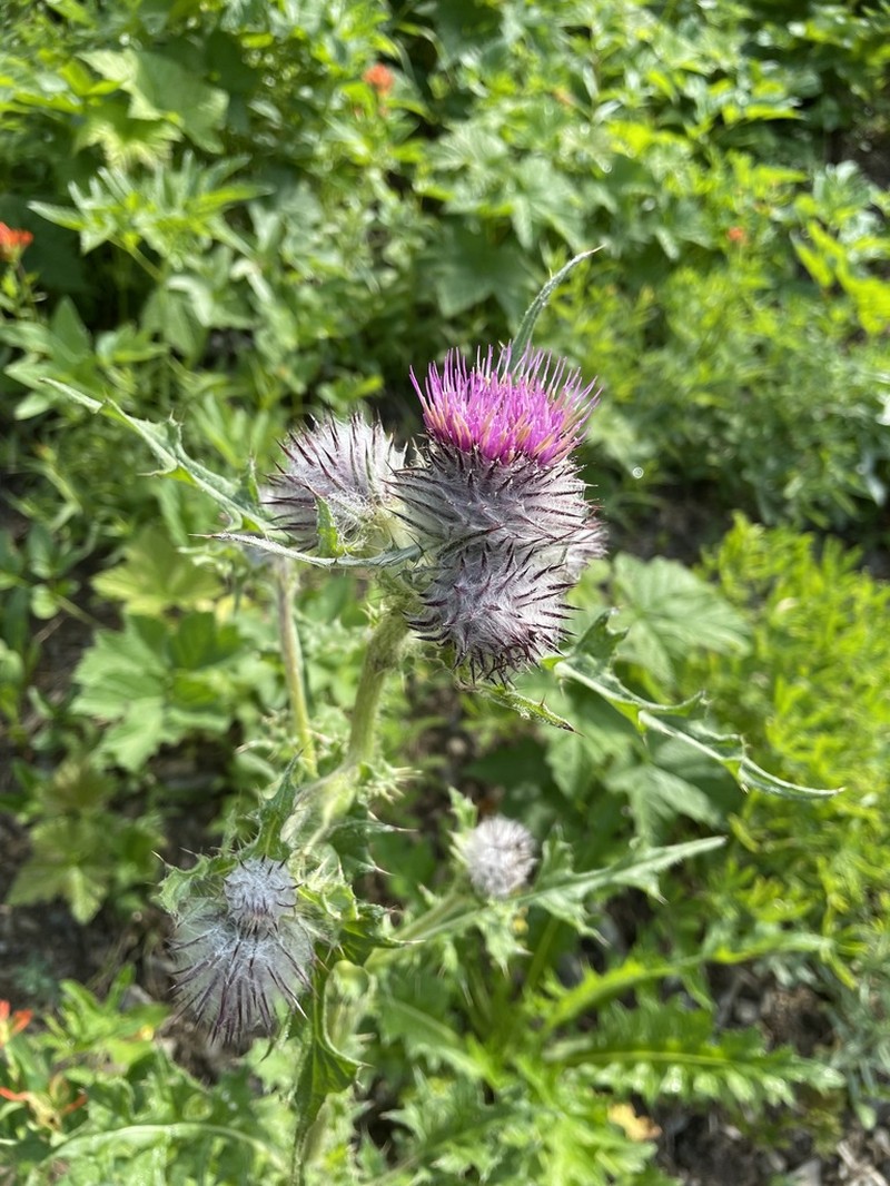 Edible Thistle photo 6