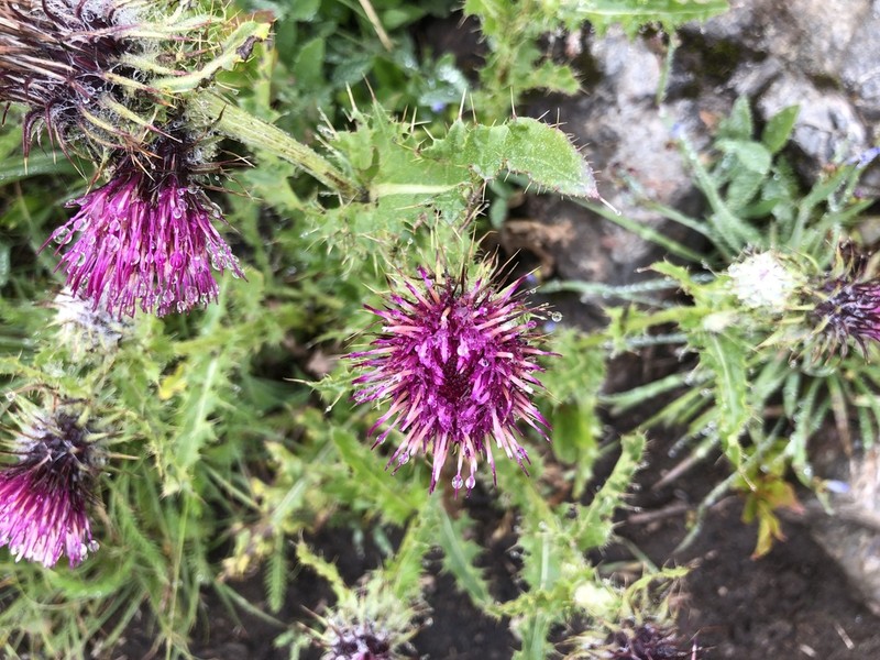 Edible Thistle photo 7