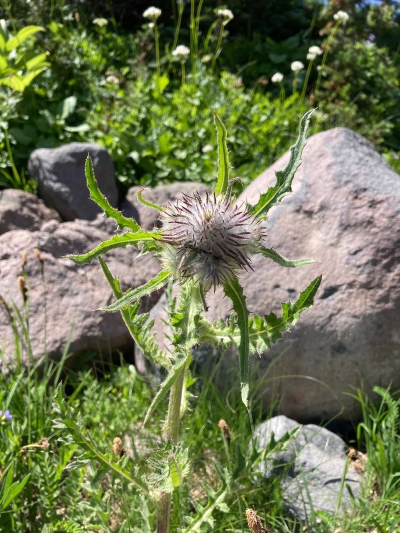 Edible Thistle photo 8
