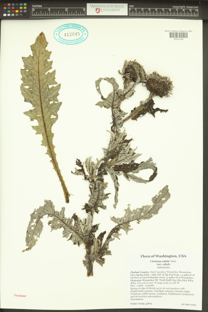 Cirsium edule var. edule photo 3