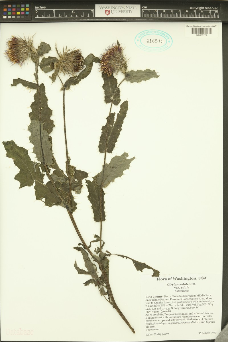 Cirsium edule var. edule photo 4