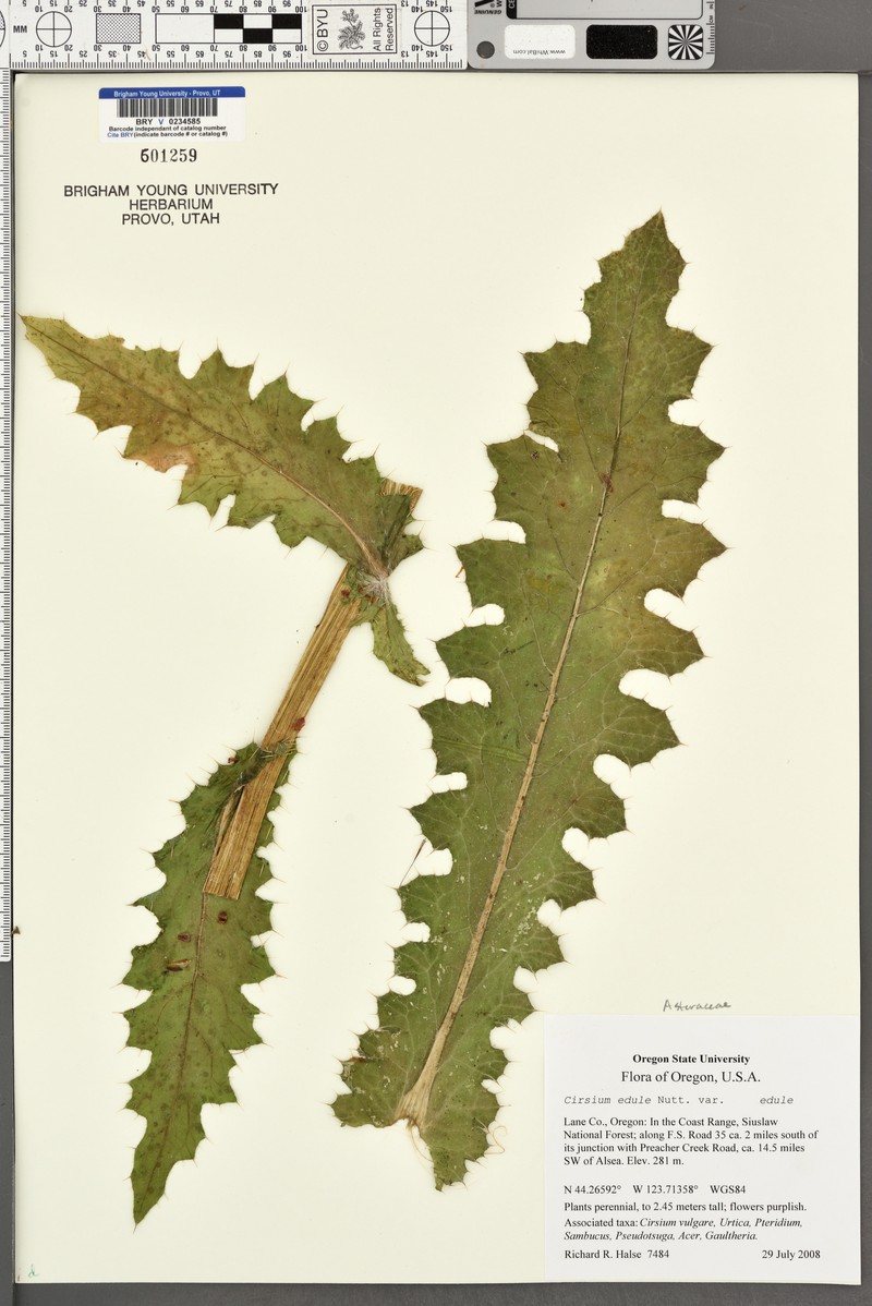 Cirsium edule var. edule