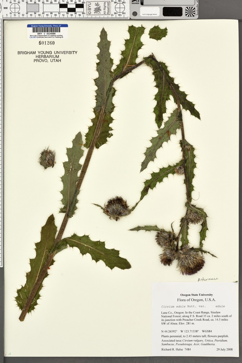 Cirsium edule var. edule photo 2