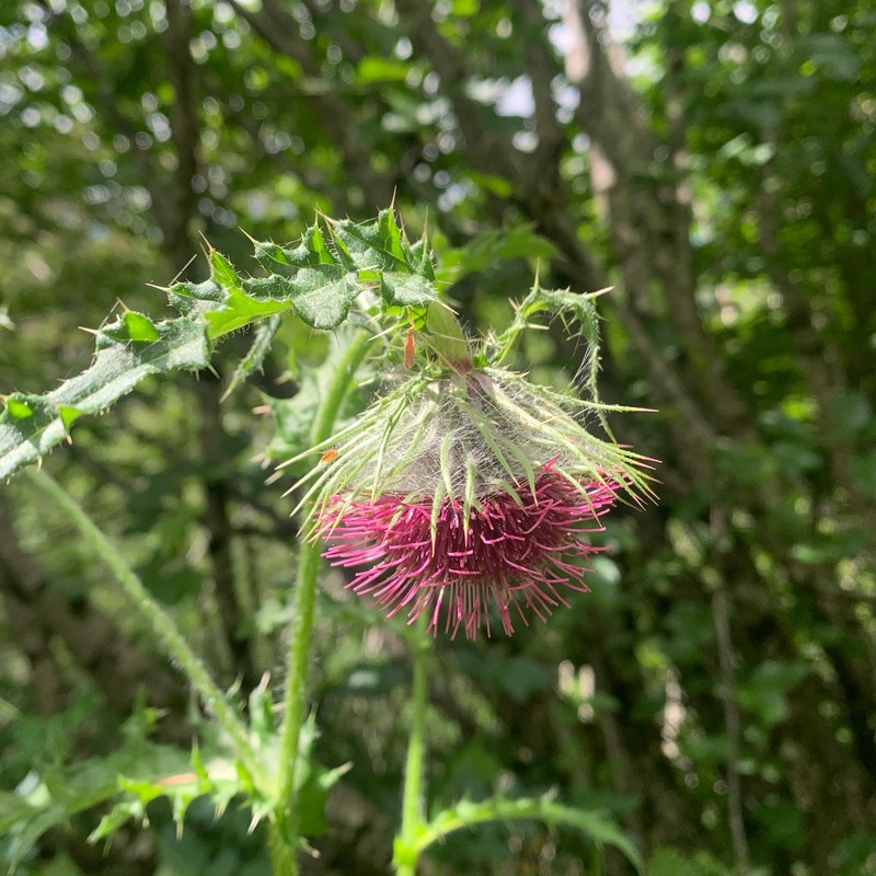Cirsium edule var. macounii