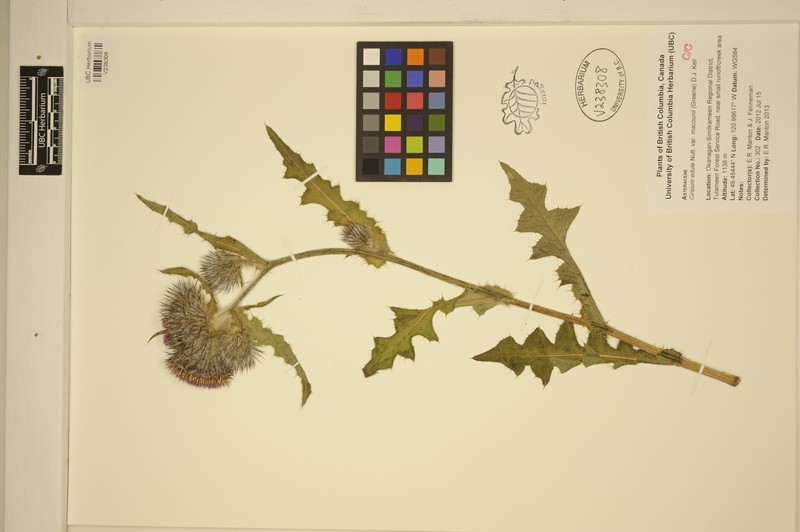 Cirsium edule var. macounii photo 2