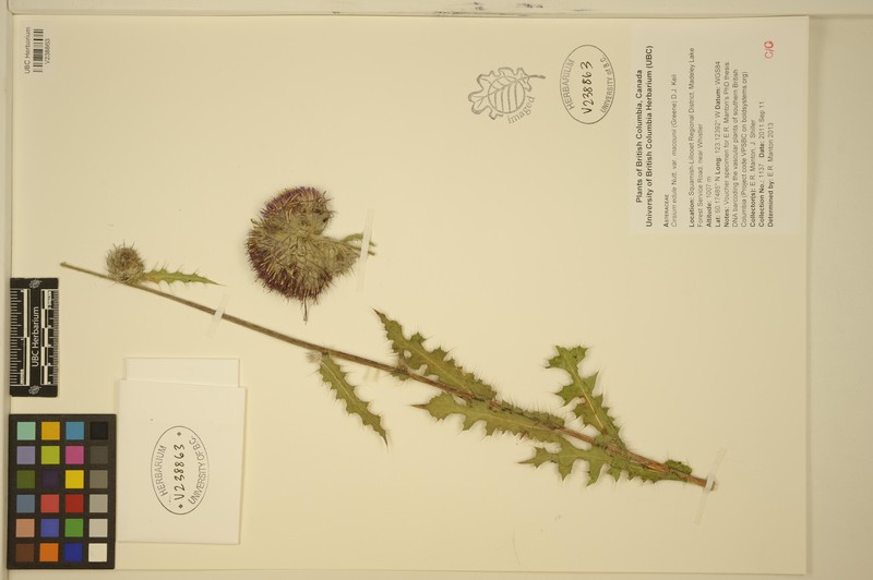 Cirsium edule var. macounii photo 3