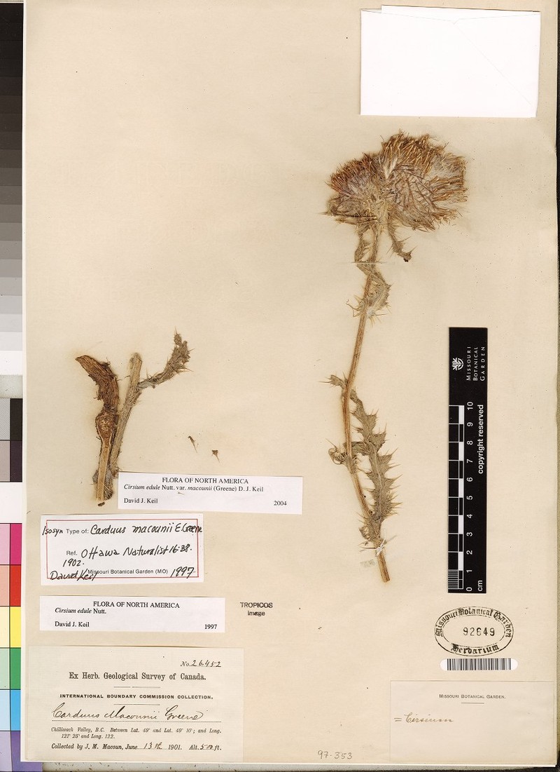 Cirsium edule var. macounii photo 4