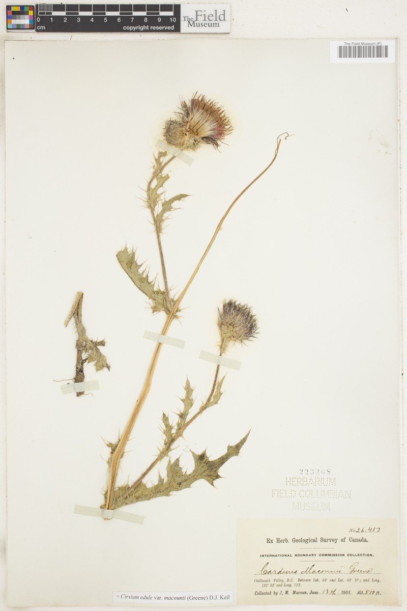 Cirsium edule var. macounii photo 5