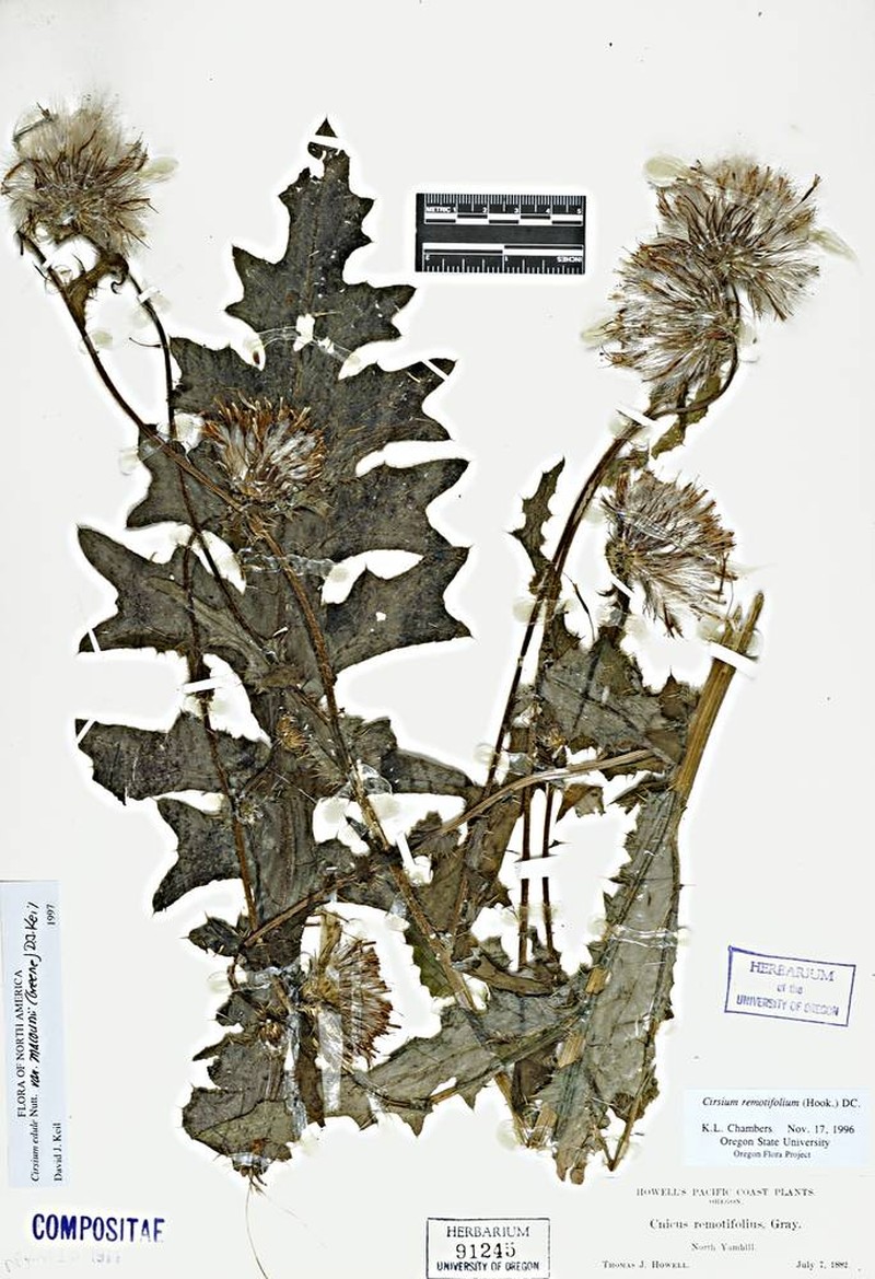 Cirsium edule var. macounii photo 6