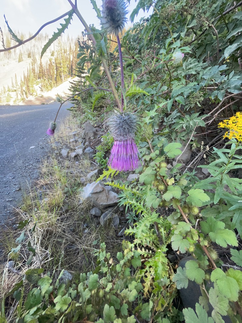 Cirsium edule var. wenatchense