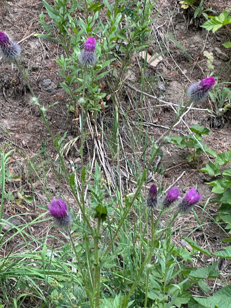 Cirsium edule var. wenatchense photo 2