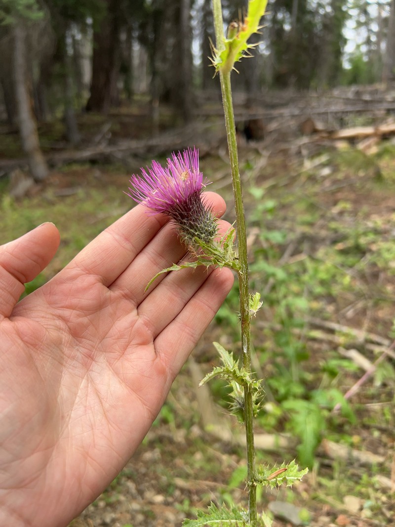 Cirsium edule var. wenatchense photo 3