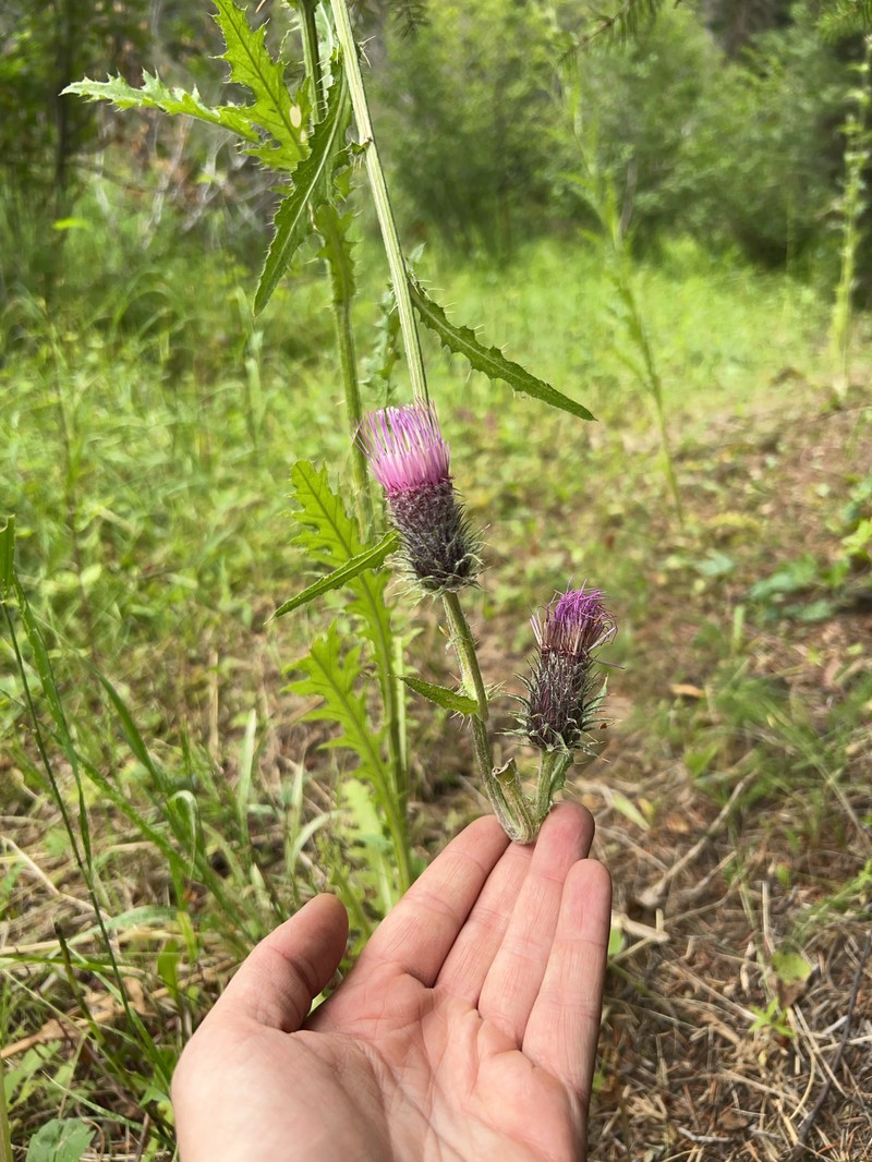 Cirsium edule var. wenatchense photo 4