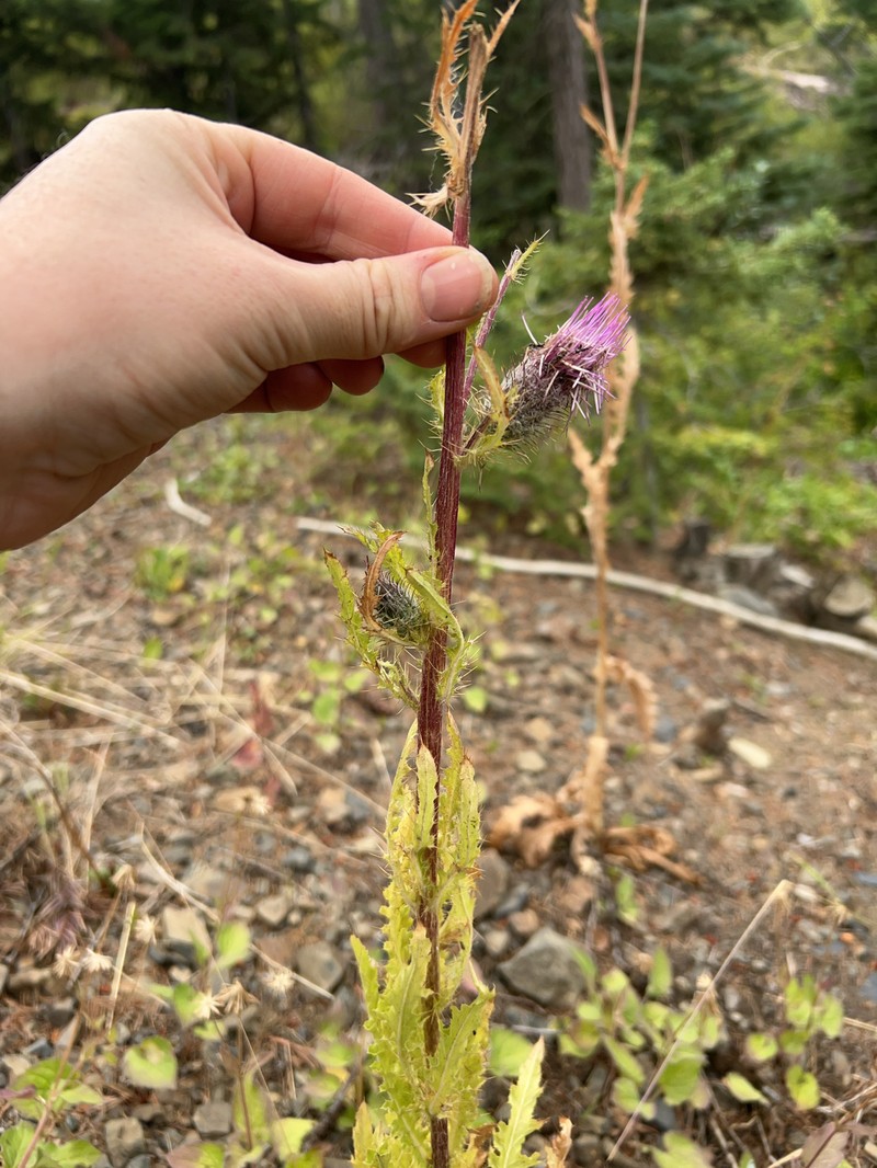 Cirsium edule var. wenatchense photo 5
