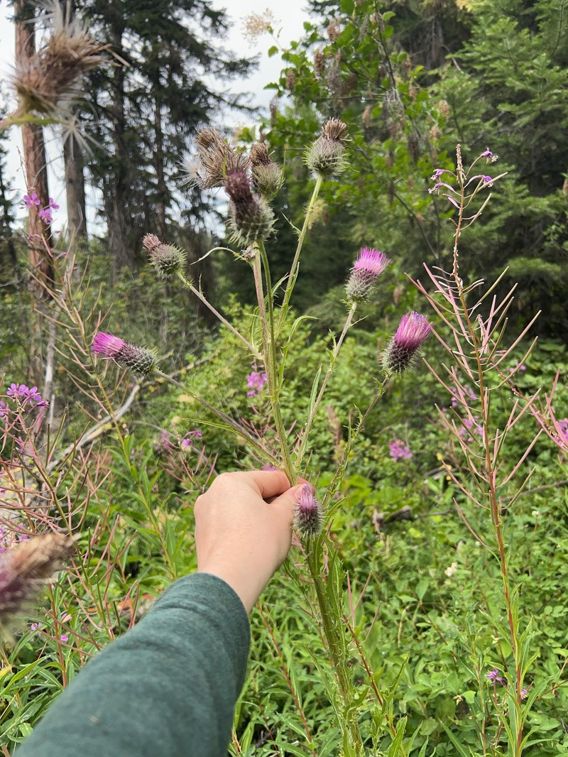 Cirsium edule var. wenatchense photo 6