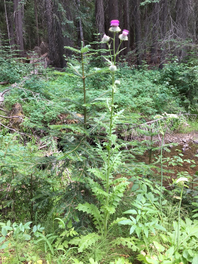 Cirsium edule var. wenatchense photo 8