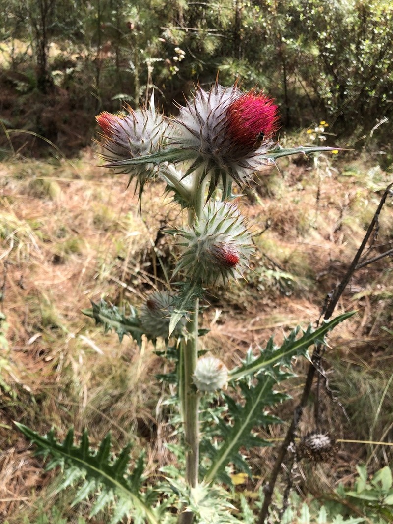 Cirsium ehrenbergii