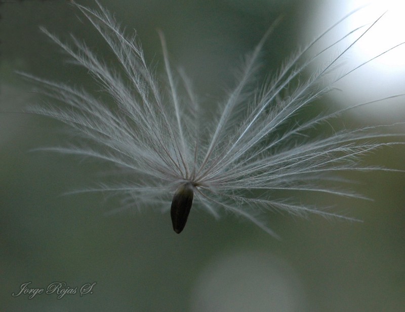 Cirsium ehrenbergii photo 2