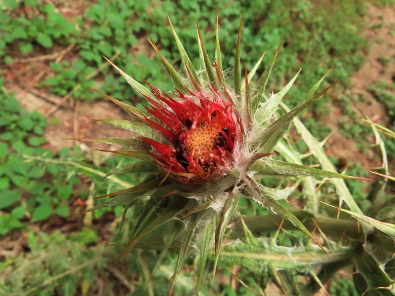 Cirsium ehrenbergii photo 3