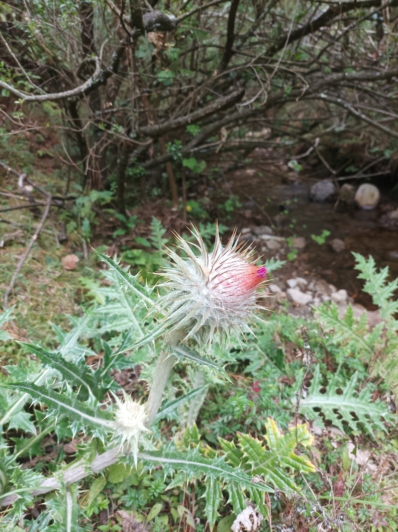 Cirsium ehrenbergii photo 4
