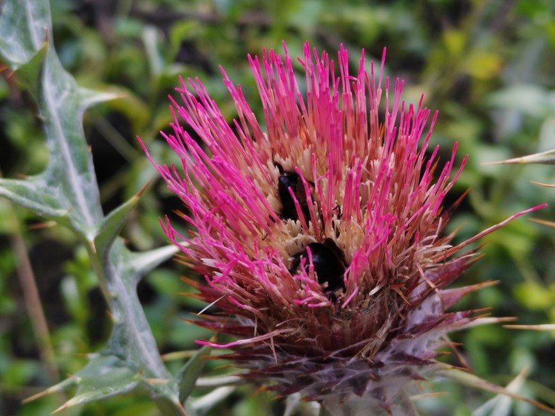 Cirsium ehrenbergii photo 5